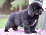 Превью фото № 244734