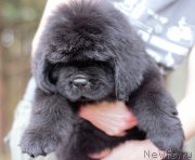 Превью фото № 244735