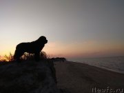 Превью фото № 244741