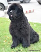 Превью фото № 244765