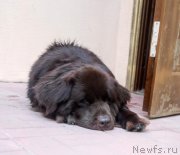 Превью фото № 244796