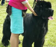 Превью фото № 244815