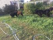 Превью фото № 244821