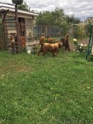 Превью фото № 244823