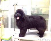 Превью фото № 244896