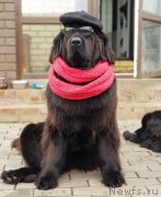 Превью фото № 244937