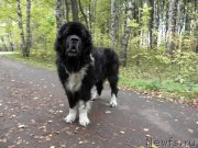 Превью фото № 244954