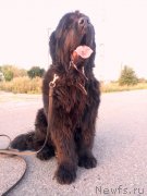 Превью фото № 245007