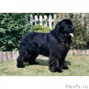 Превью фото № 245010