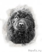 Превью фото № 245015