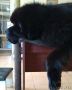 Превью фото № 245038