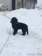 Превью фото № 245052