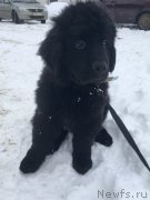 Превью фото № 245053