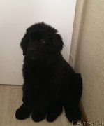 Превью фото № 245054