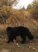 Превью фото № 245067