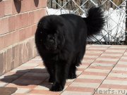 Превью фото № 245076