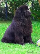 Превью фото № 245077