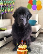 Превью фото № 245130