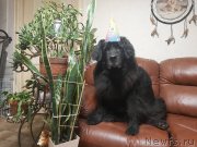 Превью фото № 245152