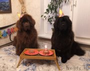 Превью фото № 245153