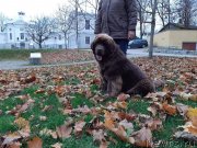 Превью фото № 245243