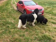 Превью фото № 245302