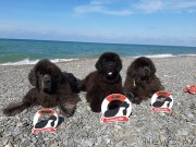 Превью фото № 245344