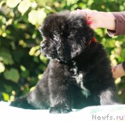 Превью фото № 245347