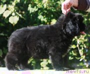 Превью фото № 245348