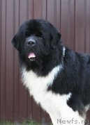 Превью фото № 245391