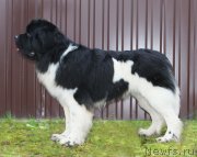 Превью фото № 245392