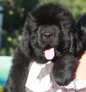 Превью фото № 245419