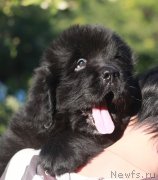 Превью фото № 245421