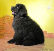 Превью фото № 245422