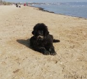 Превью фото № 245426