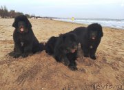 Превью фото № 245429