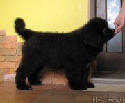 Превью фото № 245431