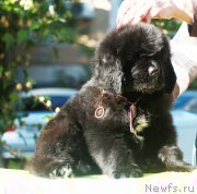 Превью фото № 245443