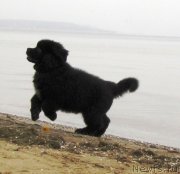 Превью фото № 245447