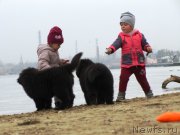 Превью фото № 245450