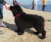 Превью фото № 245452