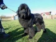 Превью фото № 245464