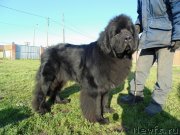 Превью фото № 245466