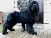 Превью фото № 245468