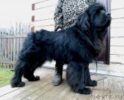 Превью фото № 245469