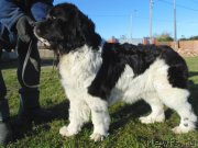 Превью фото № 245472