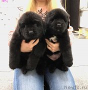 Превью фото № 245480