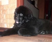 Превью фото № 245489