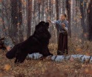 Превью фото № 245493