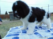 Превью фото № 245532